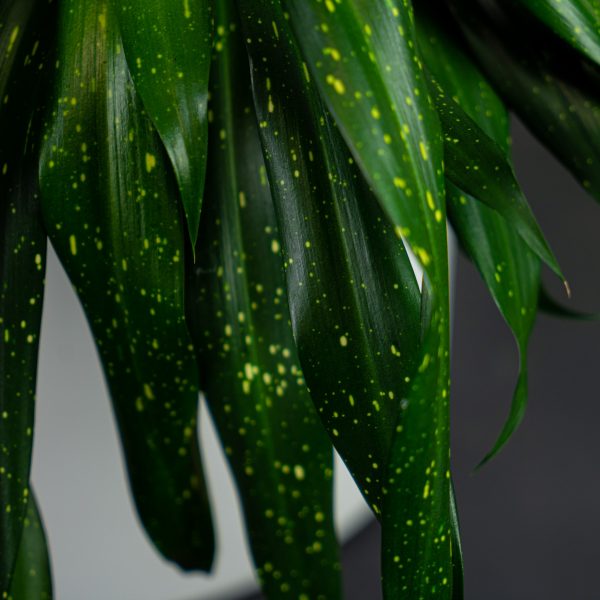 dravieria-fireflies-green-gigant dravieria-fireflies-green-gigant