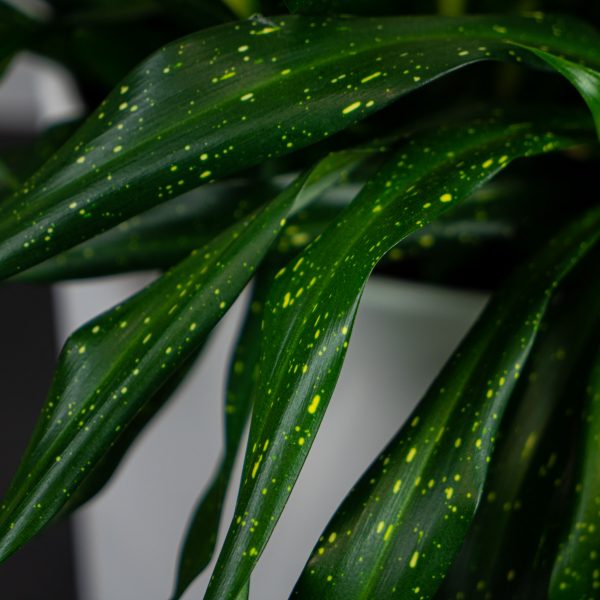 dravieria-fireflies-green-gigant dravieria-fireflies-green-gigant