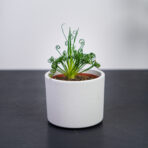 Albuca spiralis 'frizzle sizzle'