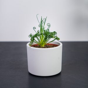 Albuca spiralis 'frizzle sizzle'