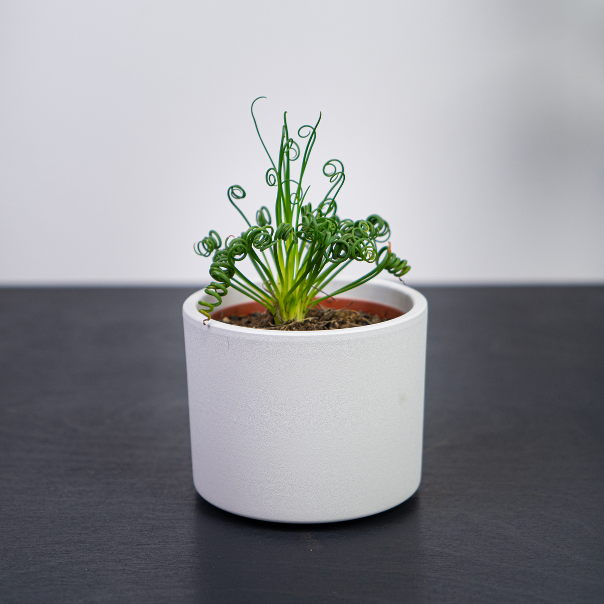 Albuca spiralis 'frizzle sizzle'