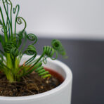 Albuca spiralis 'frizzle sizzle'
