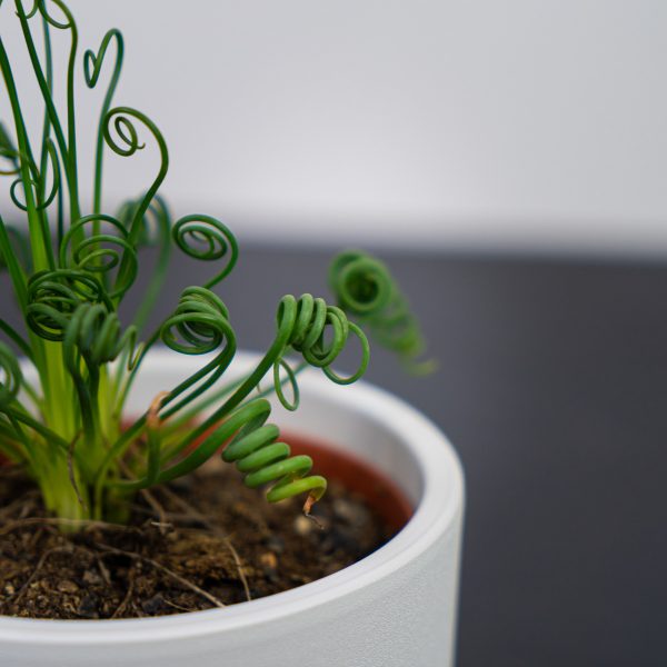 Albuca spiralis 'frizzle sizzle' Albuca spiralis 'frizzle sizzle'