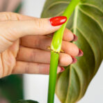 philodendron-melanochrysum
