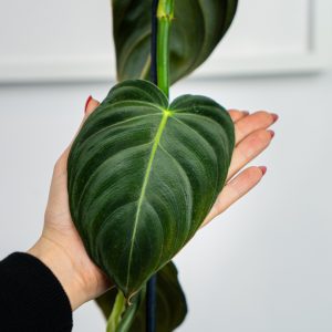 philodendron-melanochrysum