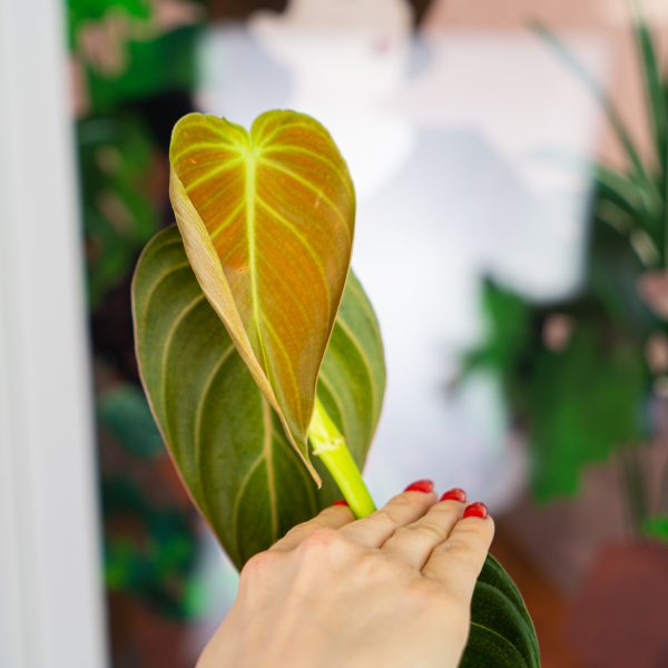 philodendron-melanochrysum philodendron-melanochrysum