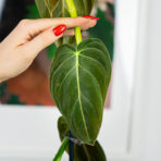 philodendron-melanochrysum