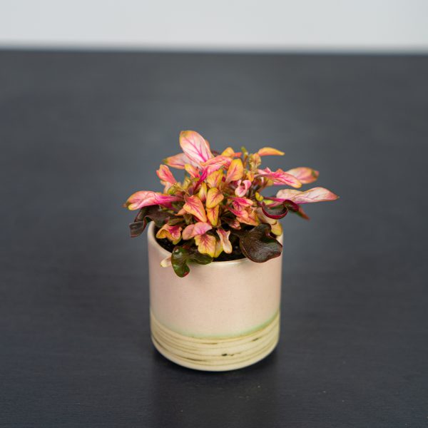 alternanthera-ficoidea-pink-baby
