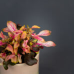 alternanthera-ficoidea-pink-baby
