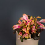 alternanthera-ficoidea-pink-baby
