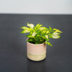 alternanthera-ficoidea-white-baby