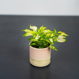 alternanthera-ficoidea-white-baby