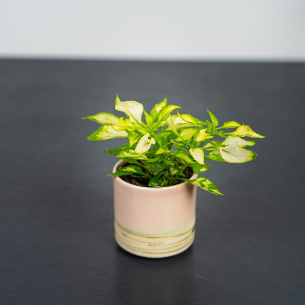 alternanthera-ficoidea-white-baby alternanthera-ficoidea-white-baby