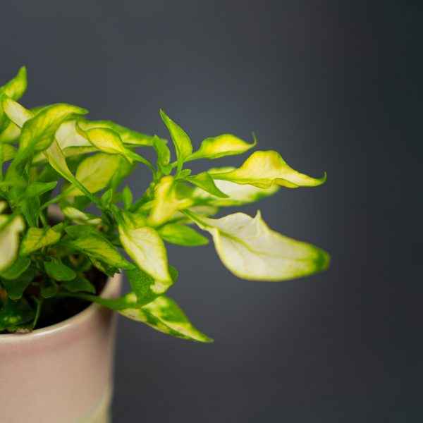 alternanthera-ficoidea-white-baby alternanthera-ficoidea-white-baby