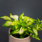 alternanthera-ficoidea-white-baby
