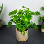 philodendron-little-hope-bipinnatifidum