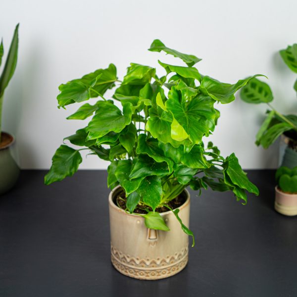 philodendron-little-hope-bipinnatifidum philodendron-little-hope-bipinnatifidum