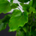 philodendron-little-hope-bipinnatifidum