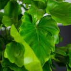 philodendron-little-hope-bipinnatifidum