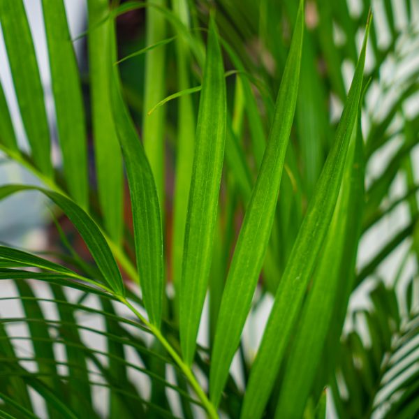 areka-palma-dypsis-lutescens-gigant areka-palma-dypsis-lutescens-gigant