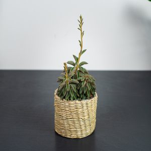 peperomia-asperula