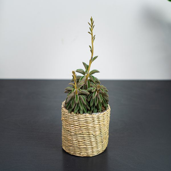 peperomia-asperula peperomia-asperula