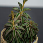 peperomia-asperula