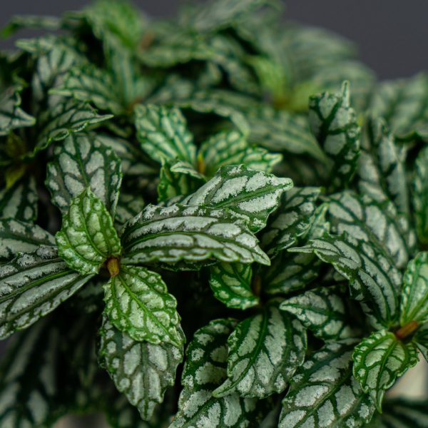 pilea-cadierei pilea-cadierei