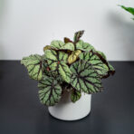 begonia-rex-silver-fairy