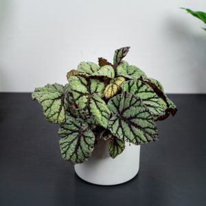 begonia-rex-silver-fairy