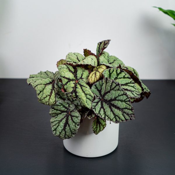 begonia-rex-silver-fairy begonia-rex-silver-fairy