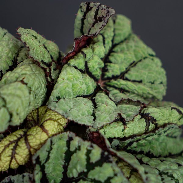 begonia-rex-silver-fairy begonia-rex-silver-fairy