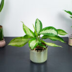 aglaonema-diamond-bay