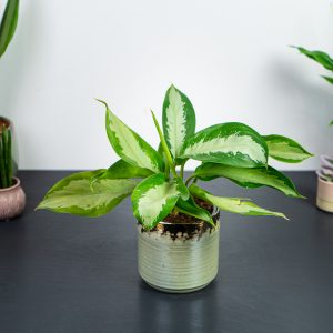 aglaonema-diamond-bay