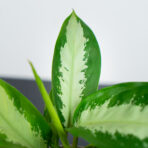 aglaonema-diamond-bay