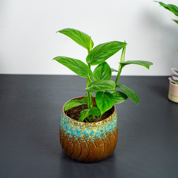 monstera friedrichsthalii monstera friedrichsthalii