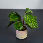 calathea-flamestar-baby