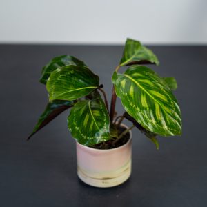 calathea-flamestar-baby