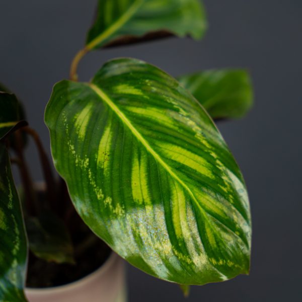calathea-flamestar-baby calathea-flamestar-baby