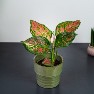aglaonema-spotted-star