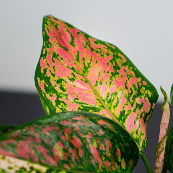 DSaglaonema-spotted-starC05712 aglaonema-spotted-star