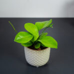 hoya-australis-ssp-australis