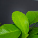 hoya-australis-ssp-australis