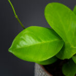 hoya-australis-ssp-australis