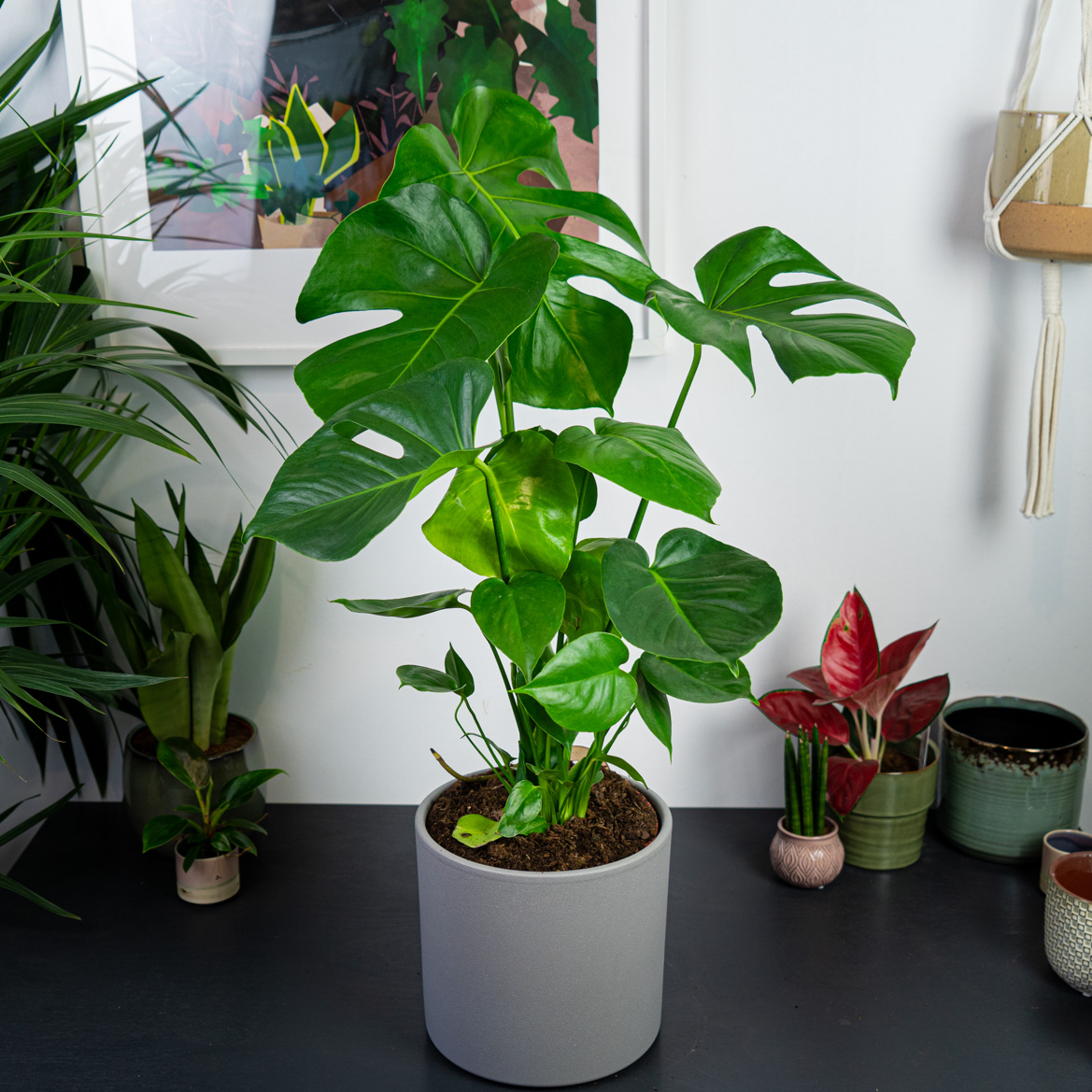 Monstera