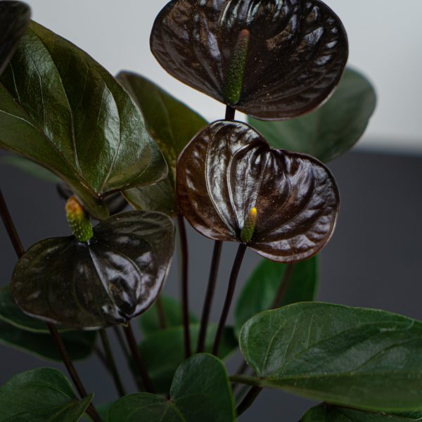 Zestaw: Anthurium black love w osłonce Zestaw: Anthurium black love w osłonce