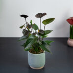 Zestaw: Anthurium black love w osłonce