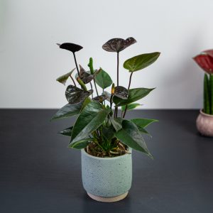 Zestaw: Anthurium black love w osłonce