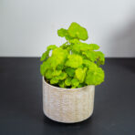 Begonia rex beleaf lima love