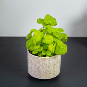 Begonia rex beleaf lima love